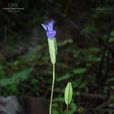 迴旋扁蕾 迴旋扁蕾