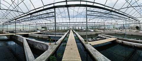 三合莊園鱘魚養殖場