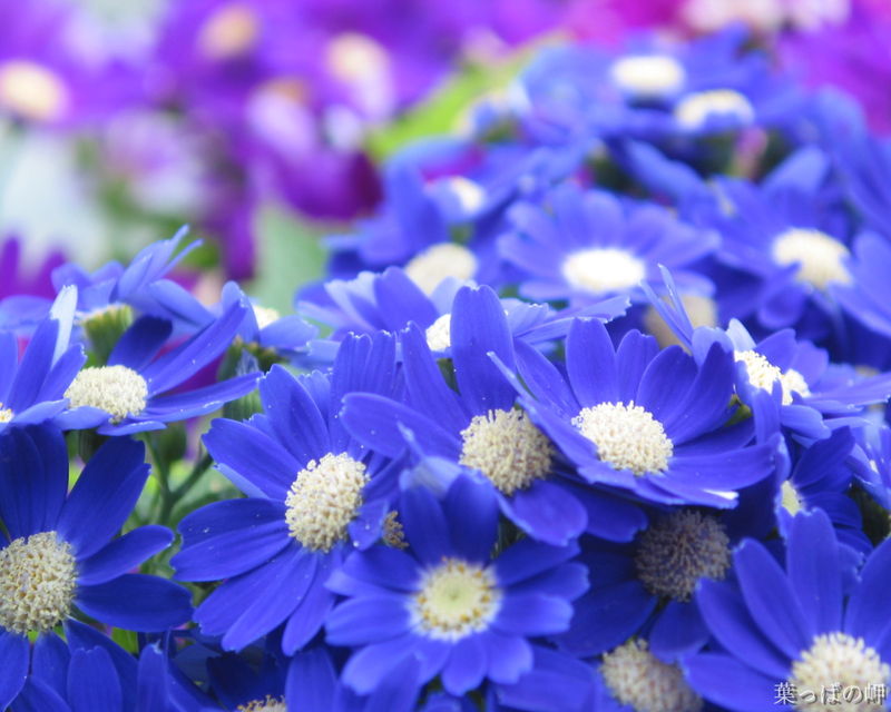 妖精之花——寶藍瓜葉菊