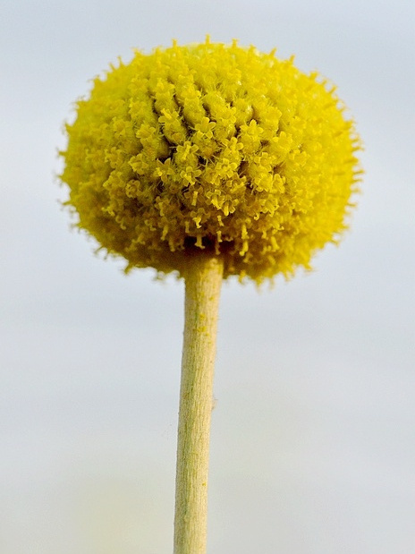 澳洲鼓槌菊(金繡球) 澳洲鼓槌菊(金繡球)