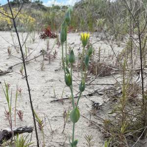 Blackstonia imperfoliata
