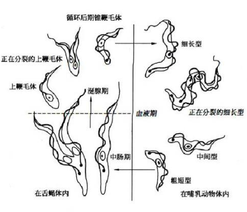 錐蟲砷胺 錐蟲砷胺