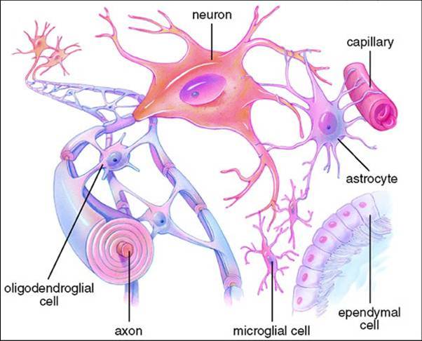神經元結構和工作環境