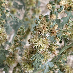 Ambrosia acanthicarpa