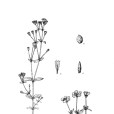 昌都無心菜 昌都無心菜