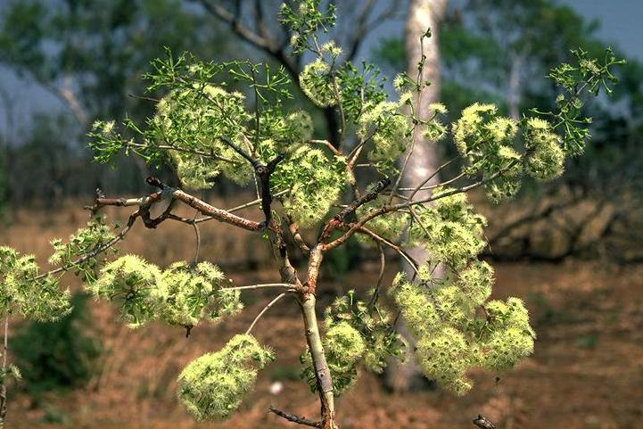 密花傘房桉 密花傘房桉