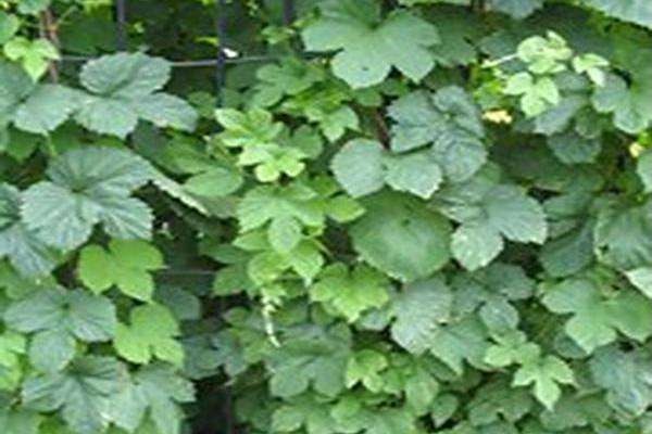 Humulus lupulus Humulus lupulus