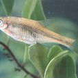 台灣小鯿魚 台灣小鯿魚