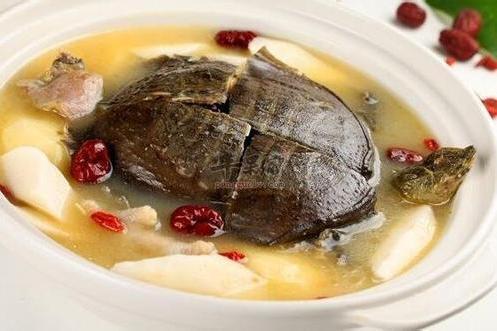 杞子燉甲魚 杞子燉甲魚