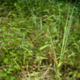 蓉草 蓉草