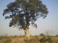 余晃村最大的一棵樹