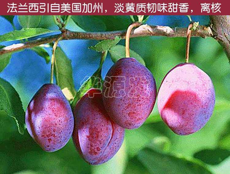 果樹苗木 果樹苗木