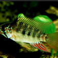 莫氏魚 莫氏魚