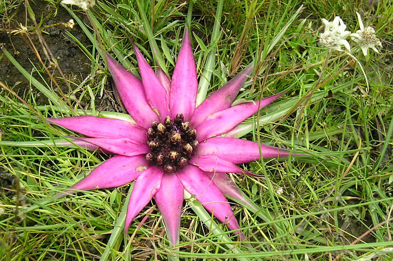 藏短星菊屬 藏短星菊屬