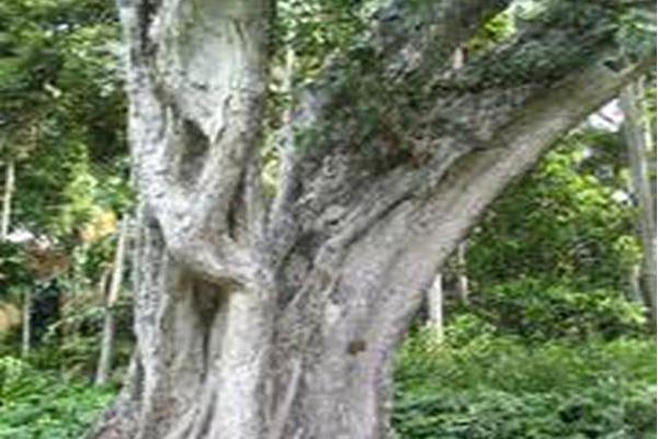 Ficus religiosa Ficus religiosa