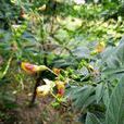 木豆(薔薇目豆科植物)