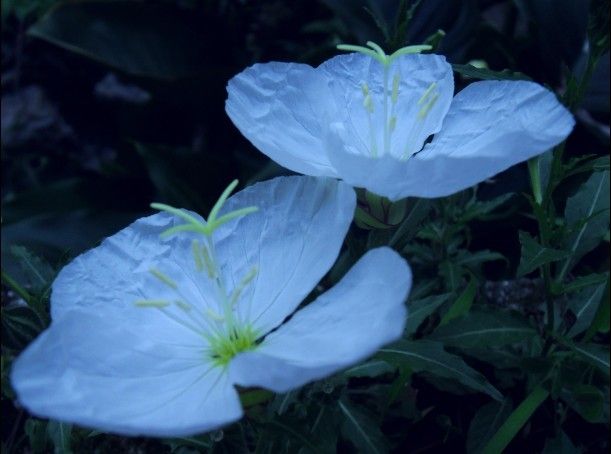 鼠耳芥屬 鼠耳芥屬