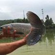 塘魚 塘魚