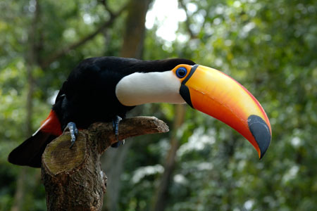 南美巨嘴鳥