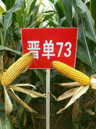 晉單73 晉單73