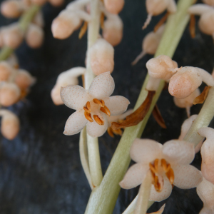 Tapeinosperma canalense