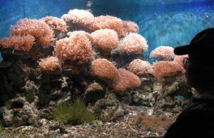 北海世界貝類珊瑚館