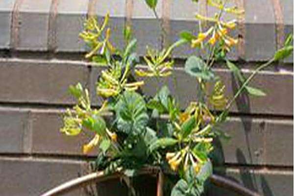 Lonicera sempervirens f. sulphurea \x27John Clayton\x27 Lonicera sempervirens f. sulphurea \x27John Clayton\x27