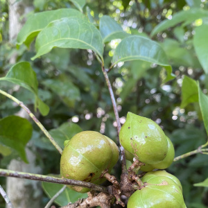 Protium breviacuminatum