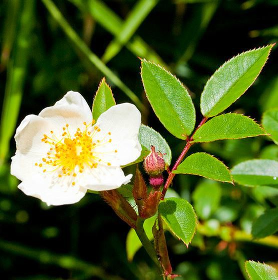 玉山薔薇 玉山薔薇