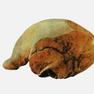 北京人頭蓋骨(北京猿人頭蓋骨化石)