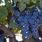 Cabernet Franc Cabernet Franc