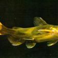 嘎牙魚 嘎牙魚