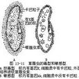 卡巴粒 卡巴粒