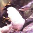 馬可羅尼角企鵝