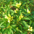 假山苦瓜(土牛七) 假山苦瓜(土牛七)