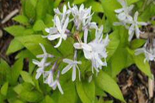 Amsonia tabernaemontana \x27Short Stack\x27 Amsonia tabernaemontana \x27Short Stack\x27