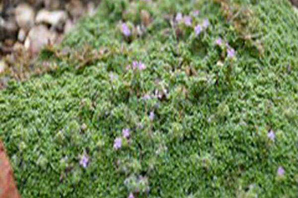 Thymus praecox \x27Minus\x27 Thymus praecox \x27Minus\x27