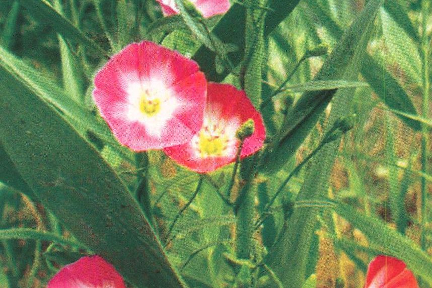 黃河旋花