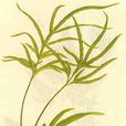 鳳尾草