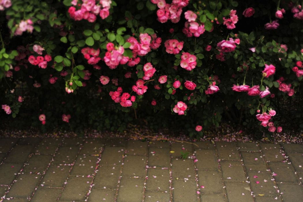 落花薔薇 落花薔薇