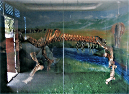 府谷縣古生物化石博物館