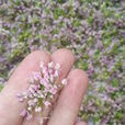 麻麻花 麻麻花