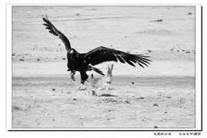 （4圖片）柯爾克孜族馴鷹習俗