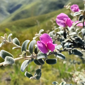 Podalyria burchellii