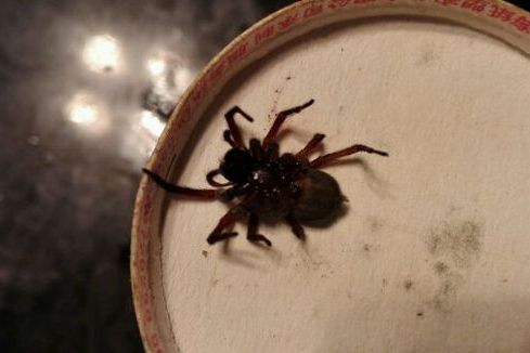 裝飾隙蛛 裝飾隙蛛