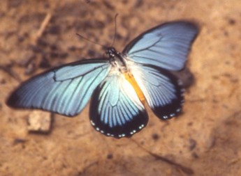 非洲青鳳蝶