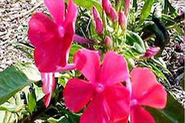 Phlox paniculata \x27Starfire\x27 Phlox paniculata \x27Starfire\x27