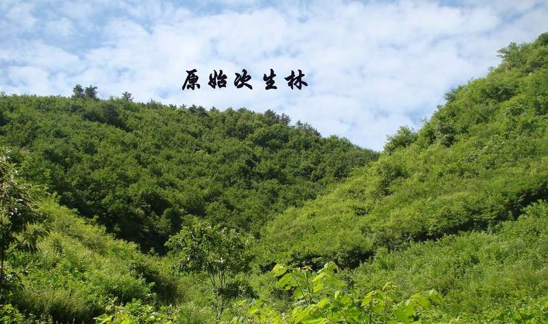 夏日福壽嶺山坡植被