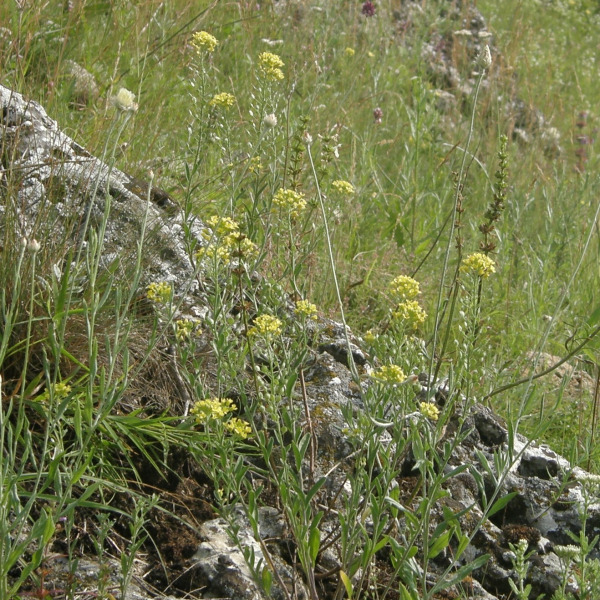 Alyssum rostratum