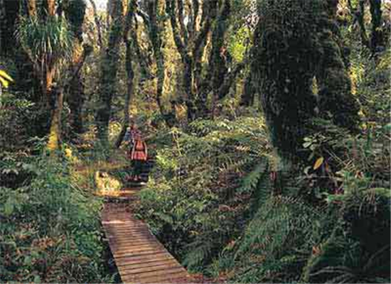 精靈森林(紐西蘭塔拉納基鎮的森林)